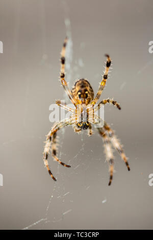 Araignée en gros plan sur une toile d'araignée dans un jardin anglais Banque D'Images