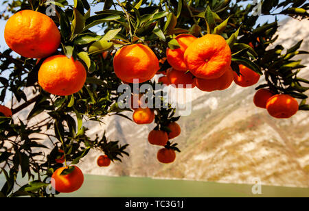 L'orange et orange rouge reflète la Xiaojiang River. Chaque fin d'automne et d'hiver, les oranges des Xilingxia des Trois Gorges sont jaunes et les oranges sont en rouge, faisant de la majestueuse rivière Xiaojiang particulièrement belle. Banque D'Images