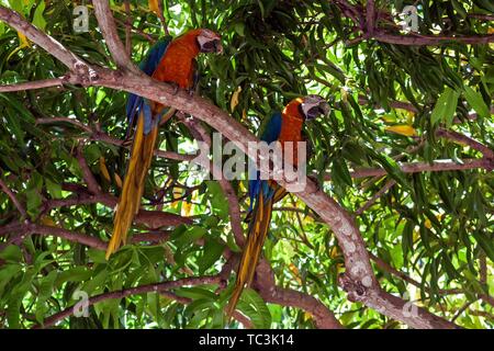 Deux aras rouges (Ara macao), paire d'animaux assis sur une branche dans un arbre, province de Guanacaste, Costa Rica Banque D'Images