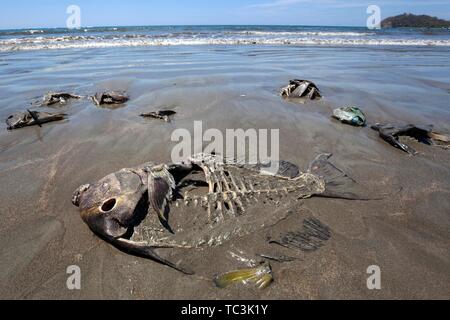 Les poissons morts gisant échouée sur la plage de sable fin, Playa Samara, Samara, Péninsule de Nicoya, Province de Guanacaste, Costa Rica Banque D'Images