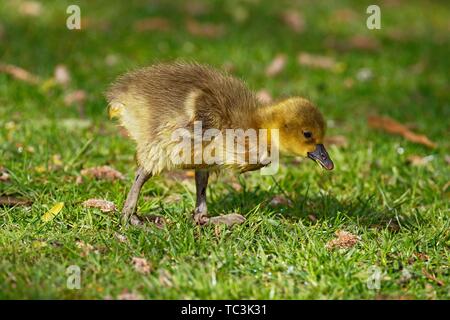 Oie cendrée (Anser anser), mange de l'herbe, l'enfant, Allemagne Banque D'Images