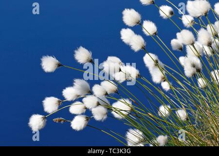 La floraison du lièvre-queue de linaigrettes (Eriophorum vaginatum), Himmelmoor, Schleswig-Holstein, Allemagne Banque D'Images