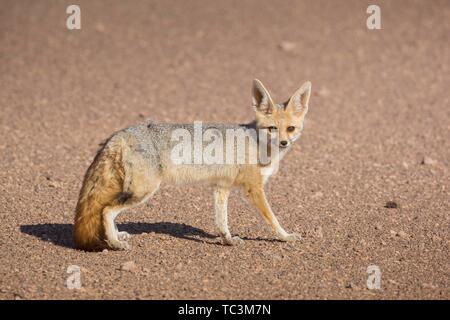 Fennec fox (Vulpes zerda), dans la vallée de la rivière Hoanib à sec, la Namibie, Kaokoveld Banque D'Images