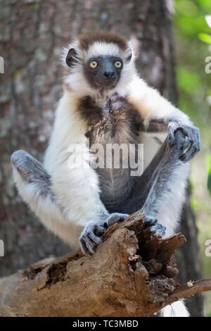 Le propithèque de verreaux (Propithecus verreauxi) assis sur un tronc d'arbre, réserve privée de Berenty, Madagascar Banque D'Images