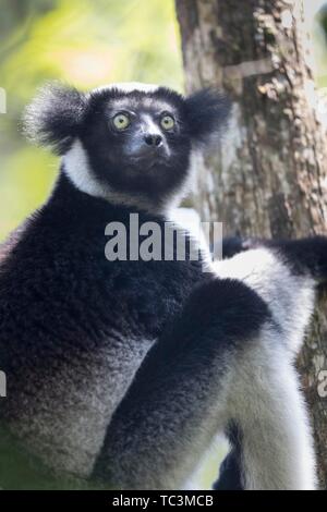 L'Indri (Indri Indri), Parc national Parc Mantadia- Andasibe, Madagascar Banque D'Images