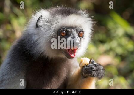 Diademed sifaka (Propithecus diadema) appelant, animal portrait, parc national Parc Mantadia- Andasibe, Madagascar Banque D'Images