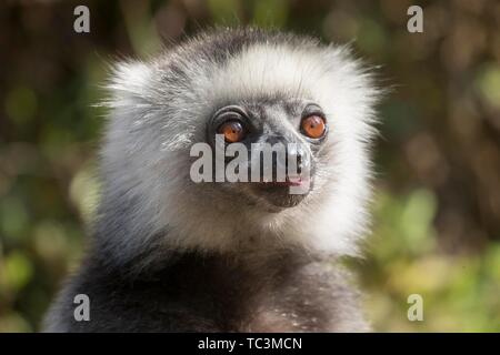 Diademed sifaka (Propithecus diadema), animal portrait, parc national Parc Mantadia- Andasibe, Madagascar Banque D'Images