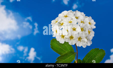 Spirée Vanhoutte romantique des fleurs. Spiraea vanhouttei. Plantes vivaces de printemps. Fleurs blanc neige délicate, centre jaune et étamines. Ciel bleu. Banque D'Images