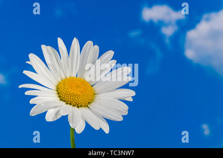 Oxeye daisy flower head. Marguerite détail. Leucanthemum. Argyranthème. Seul blanc délicat fleur le ciel bleu ensoleillé. Fond optimiste artistique. Banque D'Images