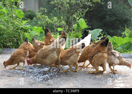 Poulet indigène Hillside Banque D'Images