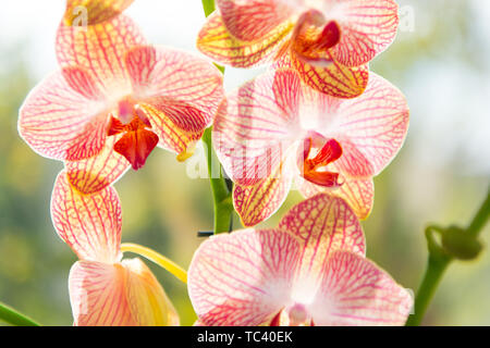 Orchidée fleur fleur rose et jaune. Orchidée Phalaenopsis. Concept Floral. Astuces d'orchidées. Comment prendre soin des orchidées à l'intérieur. La plupart des plantes communément cultivées. Fleurs orchidées close up. Banque D'Images