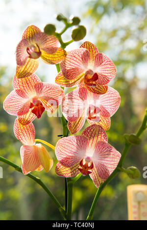 Orchidée Phalaenopsis. Concept Floral. Astuces d'orchidées. Comment prendre soin des orchidées à l'intérieur. La plupart des plantes communément cultivées. Fleurs orchidées close up. Orchidée fleur fleur rose et jaune. Banque D'Images