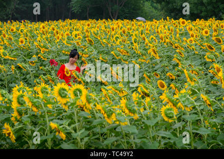 Une femme portant un manteau rouge touristique prend un dans une mer de selfies 100 hectares de tournesols dans le parc forestier olympique de Beijing Banque D'Images