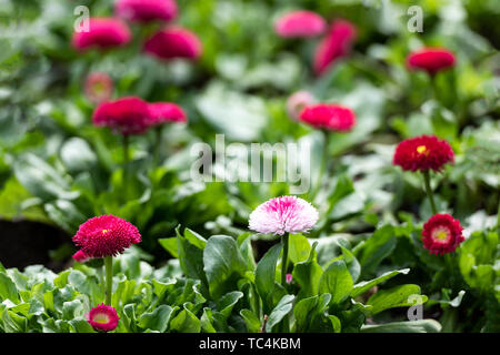 Les marguerites en fleurs au printemps Banque D'Images