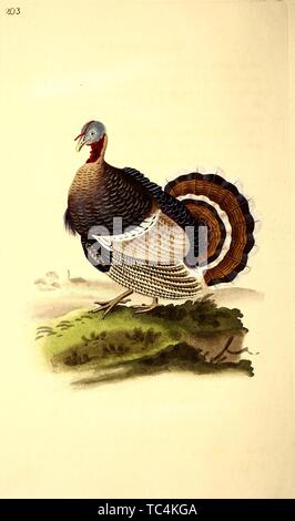 Gravure de Dindon sauvage (Meleagris gallopavo), du livre 'L'histoire naturelle des oiseaux britanniques' par Edward Donovan, 1794. Avec la permission de Internet Archive. () Banque D'Images