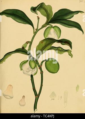 Gravure du Magnolia pumila, du livre 'Le référentiel du botaniste, pour les nouveaux, et des plantes rares" par Charles Henry Andrews, 1797. Avec la permission de Internet Archive. () Banque D'Images