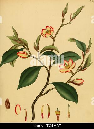 Gravure du Magnolia fuscata, du livre 'Le référentiel du botaniste, pour les nouveaux, et des plantes rares" par Charles Henry Andrews, 1797. Avec la permission de Internet Archive. () Banque D'Images