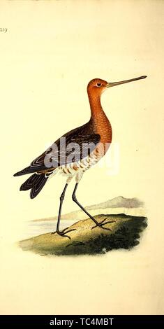 Gravure de la Barge hudsonienne (Limosa lapponica Bar-Tailed), du livre 'L'histoire naturelle des oiseaux britanniques' par Edward Donovan, 1825. Avec la permission de Internet Archive. () Banque D'Images