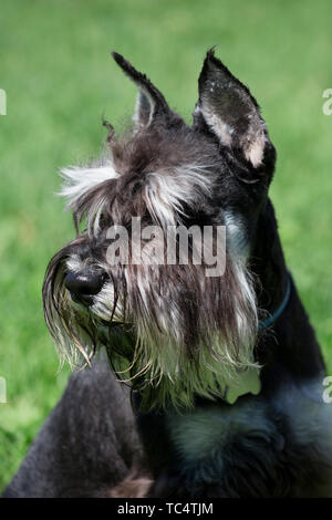 Chiot mignon zwergschnauzer close up. Schnauzer nain schnauzer nain. Animaux de compagnie. Chien de race pure. Banque D'Images