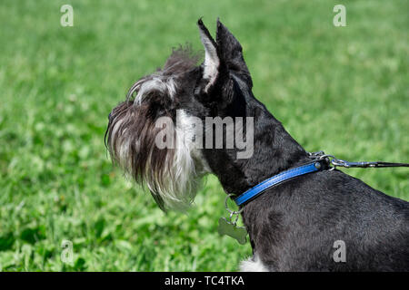 Chiot mignon zwergschnauzer est debout sur une prairie au printemps. Schnauzer nain schnauzer nain. Animaux de compagnie. Banque D'Images