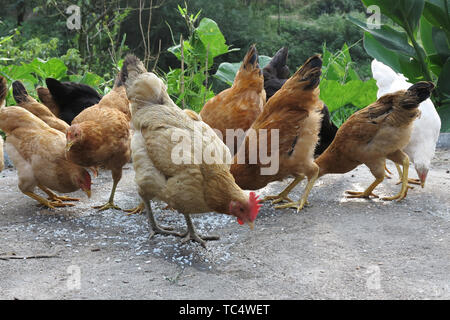 Poulet indigène Hillside Banque D'Images