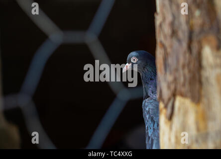 Portrait d'un pigeon dans une cage. Fermer image de beaux pigeons d'un autre genre. Banque D'Images