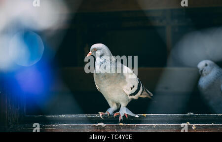 Portrait d'un pigeon dans une cage. Fermer image de beaux pigeons d'un autre genre. Banque D'Images