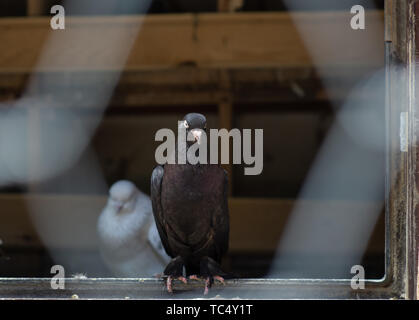 Portrait d'un pigeon dans une cage. Fermer image de beaux pigeons d'un autre genre. Banque D'Images