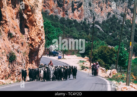 29 avril 2017- Geyikbayiri, Turquie : troupeau de chèvres marcher sur la route avec shepherd derrière eux.Les animaux de marcher sur une route goudronnée. Banque D'Images