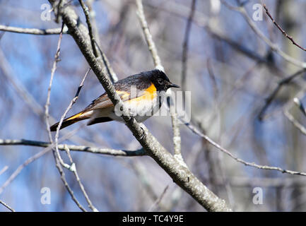 La Paruline flamboyante (Setophaga ruticilla) perché dans un arbre, Annapolis Royal Marsh, Français, sentier du bassin Annapolis Royal, Nouvelle-Écosse, Canada, Banque D'Images