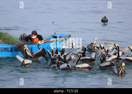 Fisher man pélicans d'alimentation du bateau au Pérou Banque D'Images