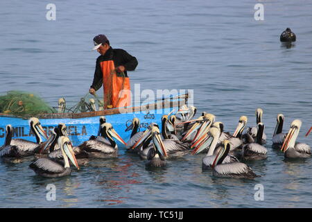 Fisher man pélicans d'alimentation du bateau au Pérou Banque D'Images