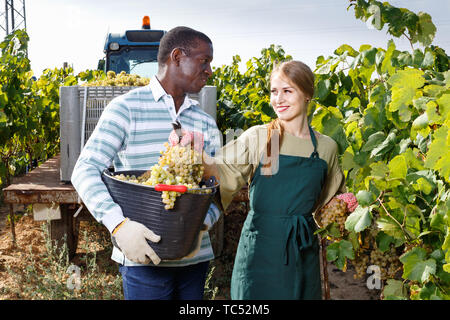 Sourire joyeux expérimentés employés hommes et femmes, la récolte de raisins frais au vignoble Banque D'Images