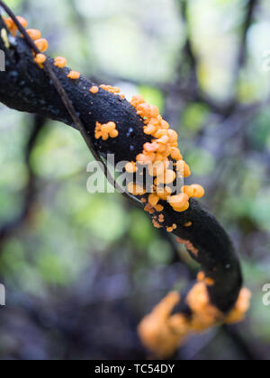 Dead vine, orange champignons, Pohueroa, Brunswick, Gyeongju, Nouvelle-Zélande Banque D'Images