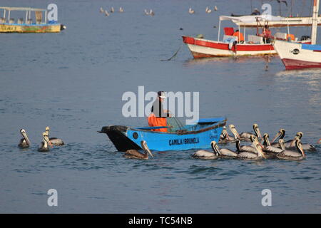 Fisher man pélicans d'alimentation du bateau au Pérou Banque D'Images