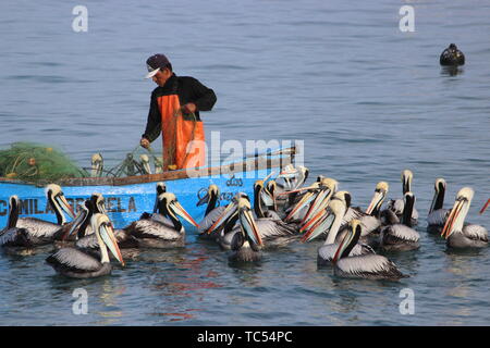 Fisher man pélicans d'alimentation du bateau au Pérou Banque D'Images