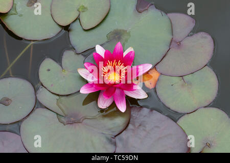 Nymphaea atropurpurea. 'Atropurpurea' nénuphar sur un étang. UK Banque D'Images