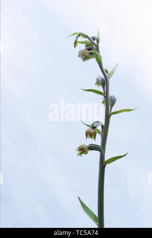 Wild Orchid. Petit cephalanthère à aka Epipactis microphylla. Banque D'Images