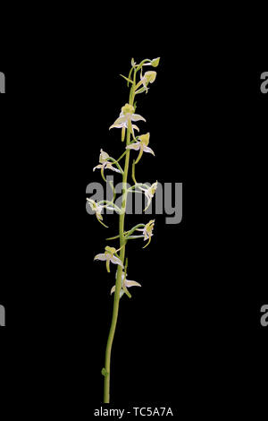 Platanthère, Platanthera chlorantha, photographié dans l'enceinte de l'établissement contre noir. La Lunigiana, en Italie. Banque D'Images