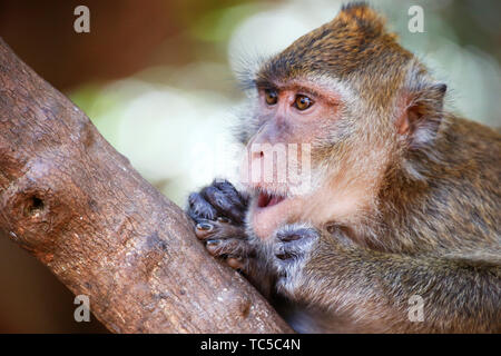 Le macaque, Phuket, Thaïlande Banque D'Images