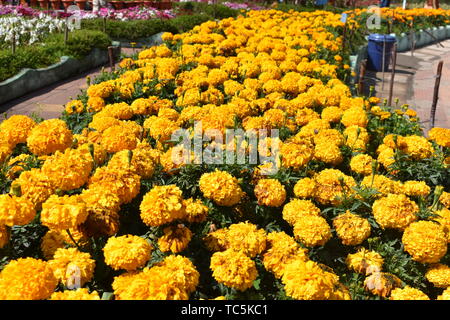 Souci de l'Afrique à Flower show à Kodaikanal Tamil Nadu, Inde Banque D'Images