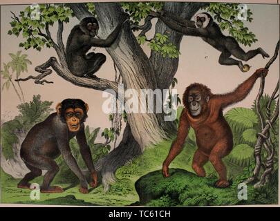 Gravure des Singes Anthropoïdes, le chimpanzé, l'orang-outan, White-remis Gibbon, et Siamang, du livre "histoire naturelle de l'Animal Kingdom pour l'utilisation des jeunes" par William Forsell Kirby, 1889. Avec la permission de Internet Archive. () Banque D'Images