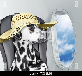 Chien dalmatien à bord d'airplain à regarder par la fenêtre les nuages Banque D'Images