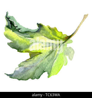 Vert feuille de vigne. Jardin botanique des plantes feuilles feuillage floral. Contexte aquarelle illustration set. Aquarelle Dessin aquarelle mode isolé. Je Banque D'Images