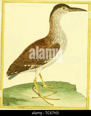 Dessin gravé du bihoreau gris (Nycticorax nycticorax), du livre 'Planches enluminees Dhistoire naturelle' par François Nicolas, Louis Jean Marie Daubenton, et Edme-Louis Daubenton, 1765. Avec la permission de Internet Archive. () Banque D'Images