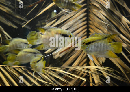 Poissons en aquarium, ZSL London Zoo le Zoo de Londres, London, UK Banque D'Images