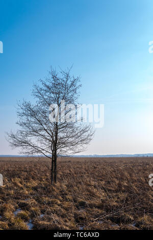 Le paysage naturel de la région de Polésie avec un seul arbre qui pousse dans les marais Banque D'Images