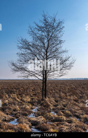 Le paysage naturel de la région de Polésie avec un seul arbre qui pousse dans les marais Banque D'Images