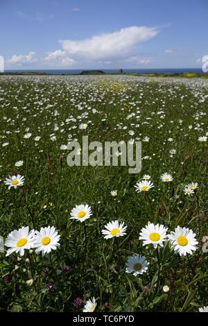 Gower, Swansea, Pays de Galles, Royaume-Uni. 6 juin 2019. Météo : marguerites chien tour du soleil au National Trust Rhosili (bon,1'S') sur la péninsule de Gower, Galles du sud. Une ancienne culture en bandes région connue sous le nom de l'ignoble est planté avec des champs de fleurs d'encourager les abeilles et d'améliorer la biodiversité. La prévision est de plus humide demain. Credit : Gareth Llewelyn/Alamy Live News Banque D'Images