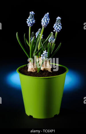 Jardin hollandais commun grape hyacinth hyacinthus flowerpot en plante muscari Banque D'Images